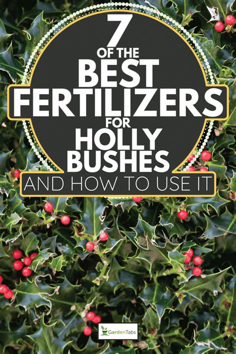 hollyfeed|when to feed holly bushes.